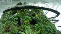 Cloud Forest (9)