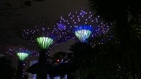 Garden Raphosdie Lichtshow an den Supertrees (6)