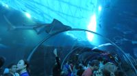SEA Aquarium Sentosa Island (5)