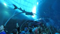 SEA Aquarium Sentosa Island (6)