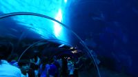 SEA Aquarium Sentosa Island (8)