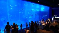 SEA Aquarium Sentosa Island (15)