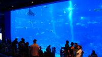 SEA Aquarium Sentosa Island (17)