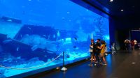 SEA Aquarium Sentosa Island (19)