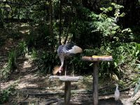 Vogelpark Kuala Lumpur (5)