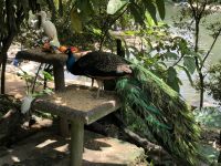 Vogelpark Kuala Lumpur (6)