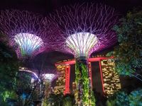 Supertree Grove, Musik- und Lichtshow 