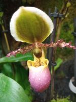 Fleischfressende Orchidee 