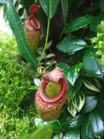 Fleischfressende Orchidee 