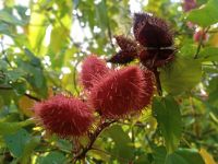 Der Farbstoff dieser Pflanze wird für Lippenstift verwendet