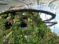 Cloud Forest 
