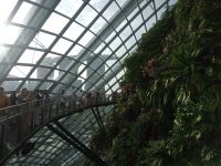 Cloud Forest 