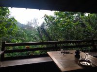 Dschungel Abendessen 