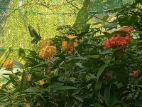 Schmetterlingsgarten