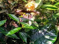 Schmetterlingsgarten