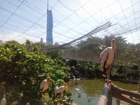 Merdeka 118 vom Vogelpark 