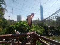 Merdeka 118 vom Vogelpark 