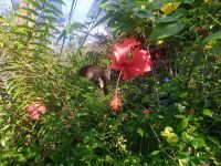 Hibiscus ist die Blume Malaysias! Schmetterlingsgarten