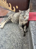 Cheng Hoon Teng Tempel