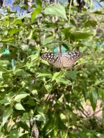 Schmetterlingspark Kuala Lumpur