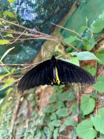 Schmetterlingspark Kuala Lumpur