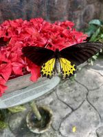 Schmetterlingspark Kuala Lumpur