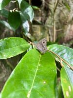 Schmetterlingspark Kuala Lumpur