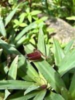 Schmetterlingspark Kuala Lumpur