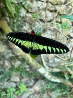 Schmetterlingspark Kuala Lumpur