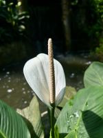 Schmetterlingspark Kuala Lumpur