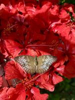 Schmetterlingspark Kuala Lumpur