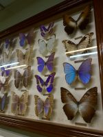 Schmetterlingspark Kuala Lumpur