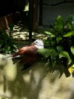 Vogelpark Kuala Lumpur