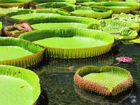 Im botanischen Garten von Mauritius