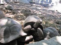 Schildkröten auf La Digue