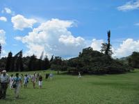 Der botanische Garten beeindruckte mit einer riesigen Birkenfeige