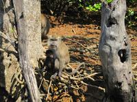 Entlang der Strecke - Makaken