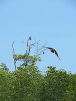 Namensgeber der Insel Langkawi - Adler