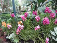 Orchideen wohin man schaut