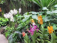 Orchideen wohin man schaut