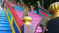 Batu Höhlen bei Kuala Lumpur (4)