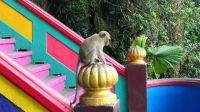 Batu Höhlen bei Kuala Lumpur (6)