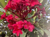 Blumen Malakka 