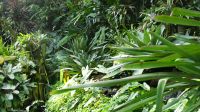 Botanischer Garten - Orchideen Garten (11)