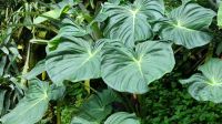 Botanischer Garten - Orchideen Garten (12)