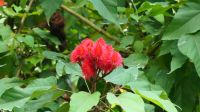 Botanischer Garten - Orchideen Garten (14)