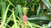 Botanischer Garten - Orchideen Garten (15)