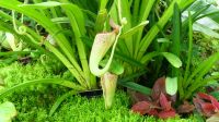 Botanischer Garten - Orchideen Garten (18)