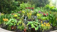 Botanischer Garten - Orchideen Garten (2)