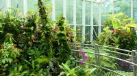 Botanischer Garten - Orchideen Garten (20)